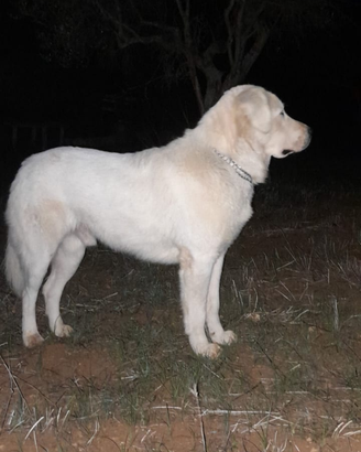 Pastore maremmano per monta