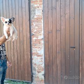 chihuahua pelo lungo e corto 