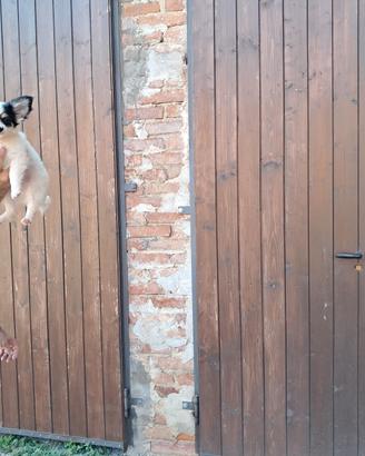 chihuahua pelo lungo e corto 