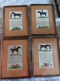 Stampe antiche cavalli