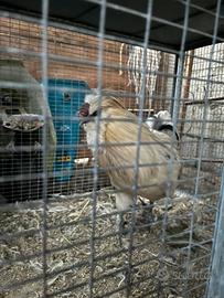 Galli Padovani e incroci