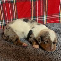 Cuccioli di Bassotto