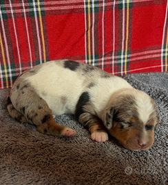 Cuccioli di Bassotto