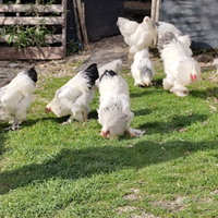 Polli Brama Columbia n.9