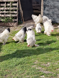 Polli Brama Columbia n.9