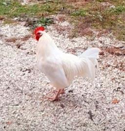 Galline ovaiole e galli