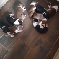 Disponibili cuccioli di bordercollie