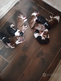 Disponibili cuccioli di bordercollie