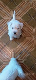 west highland terrier 