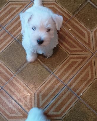 west highland terrier 