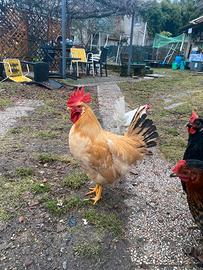 Gallo biondo piemontese