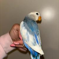 Pappagallo allevato a mano