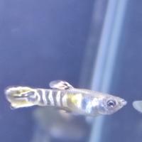 Pesci da acquario Endler