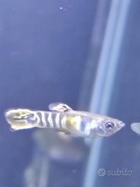 Pesci da acquario Endler