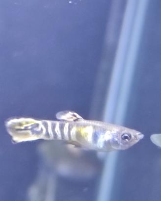 Pesci da acquario Endler