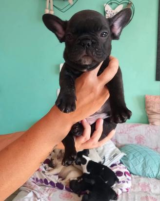 Cuccioli di bulldog francese