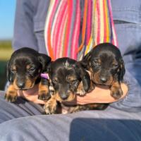 Cuccioli di Bassotto