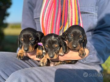 Cuccioli di Bassotto
