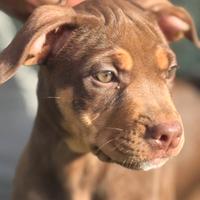 Cuccioli pit bull tricolor
