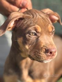 Cuccioli pit bull tricolor