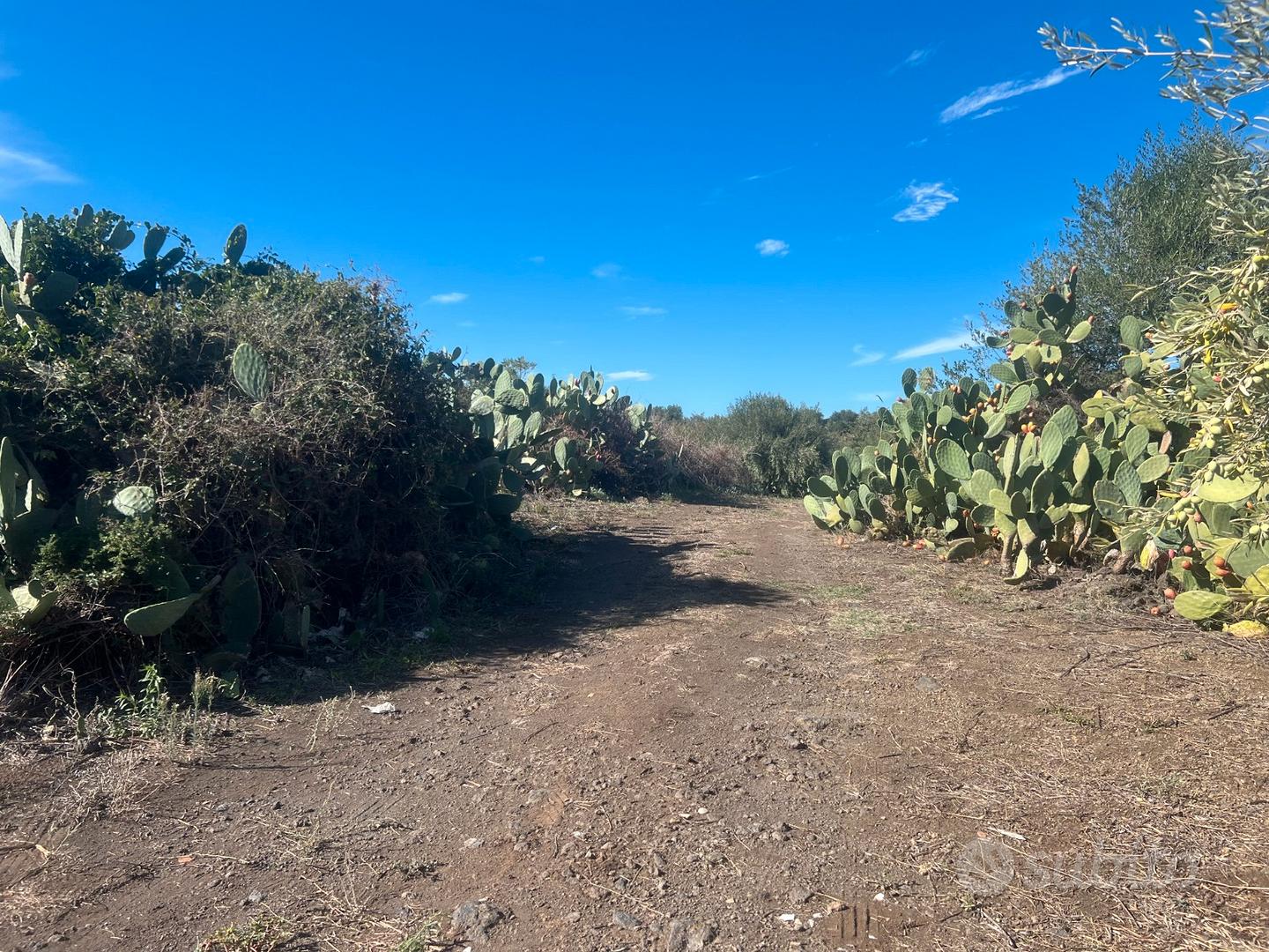 Terreno agricolo pianeggiante 49-378 - Altro