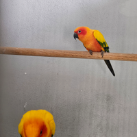 Conuro del sole allevato a mano