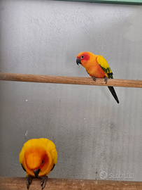 Conuro del sole allevato a mano