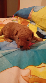 Favolosi barboncini Toy Red