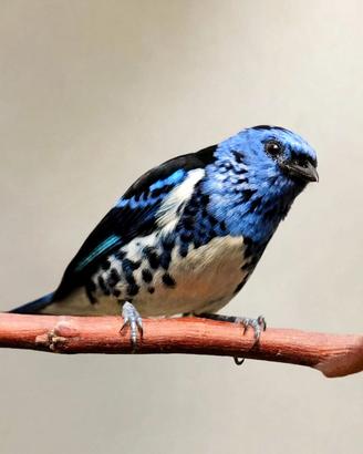 Tangara Mexicana