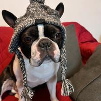 Boston terrier maschio per accoppiamento"