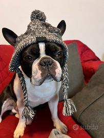 Boston terrier maschio per accoppiamento"