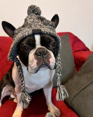 Boston terrier maschio per accoppiamento"