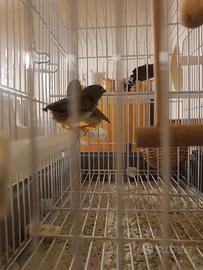 Uccellini bengalini mandarino pulli