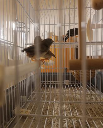 Uccellini bengalini mandarino pulli