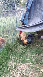 Gallo ornamentale