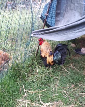Gallo ornamentale