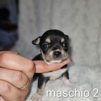 Chihuahua mini toy
