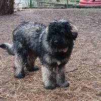 Cane pastore bergamasco maschio