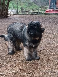 Cane pastore bergamasco maschio