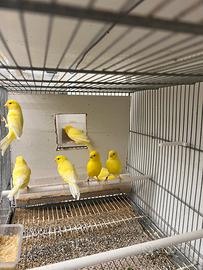 Canarini gialli intensi , brinati ed avorio
