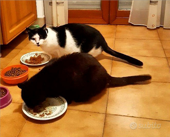 Gattini coccolosi zona Chieri (TO)