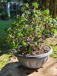 Pianta di giada /Crassula ovata