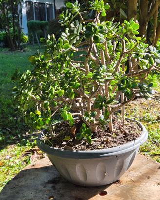 Pianta di giada /Crassula ovata