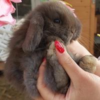 Coniglio ariete nano / minilop