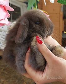 Coniglio ariete nano / minilop