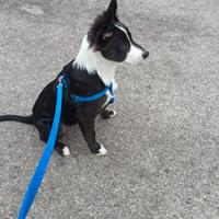 Cucciolo di cane meticcio