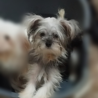 Morkie mini femm. pronta 6 mesi mix York maltese