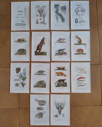 Litografie Zoologia 1831 Batelli Firenze