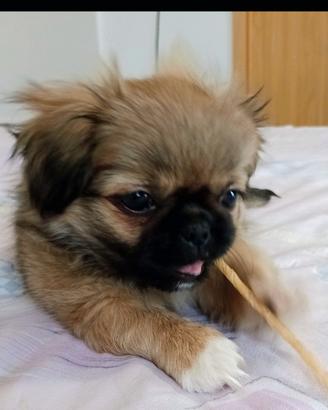 Cuccioli di pechinese