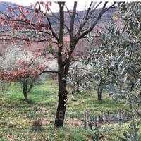 Terreno Agricolo Serravalle Pistoiese [A4327997]